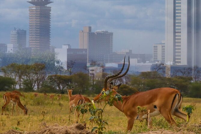 Nairobi National Park half-Day Tour; Free wifi Connection - The Nairobi National Park setting: open grass plains and skyline contrast