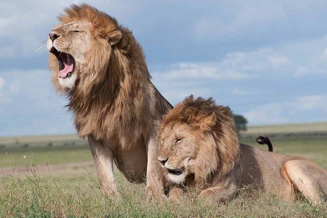 Nairobi National Park half-Day Tour; Free wifi Connection - What you can realistically look for: lions, rhinos, buffalo, and 400+ birds