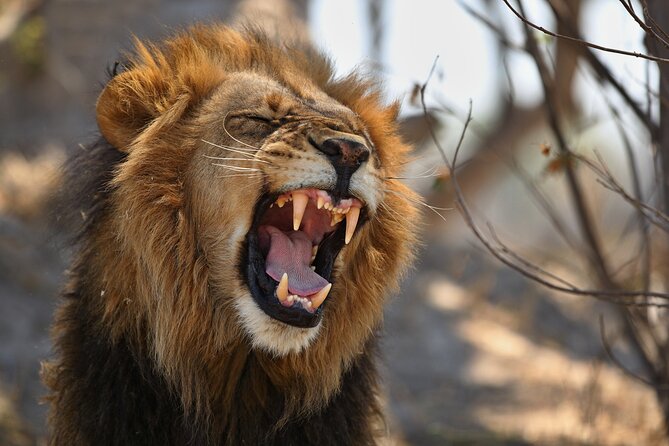Nairobi National Park half-Day Tour; Free wifi Connection - Guide power: why George and Moses-style spotting makes a difference