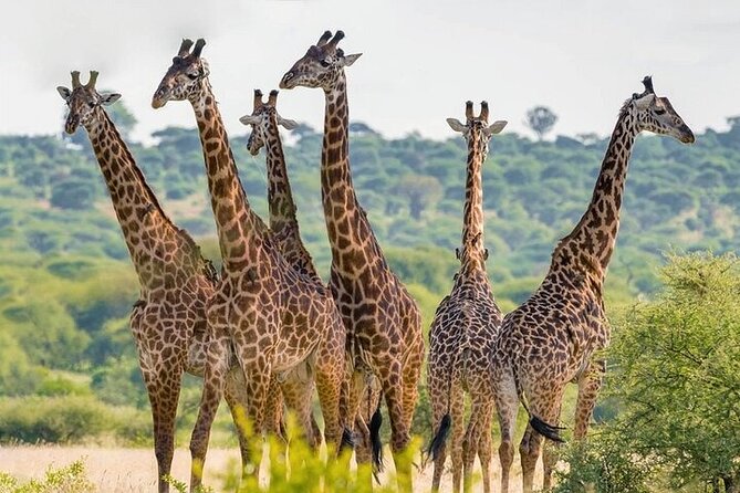 Nairobi National Park half-Day Tour; Free wifi Connection - Stops for photos, plus the comfort reality