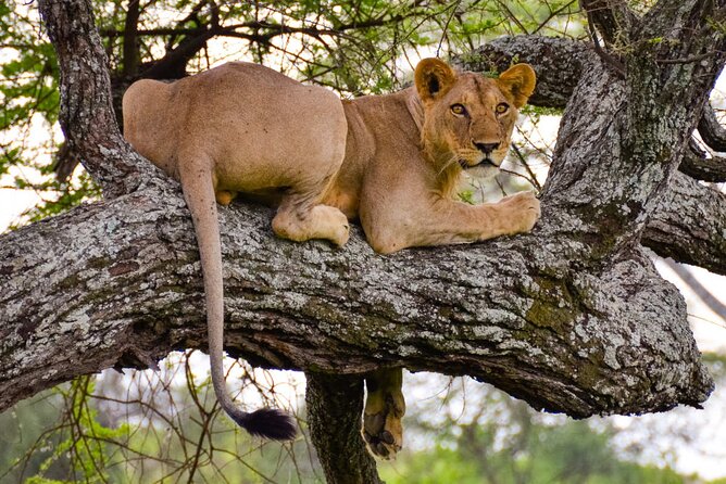 Nairobi National Park half-Day Tour; Free wifi Connection - Getting there smoothly: pickup, drop-off, and the flow of the day