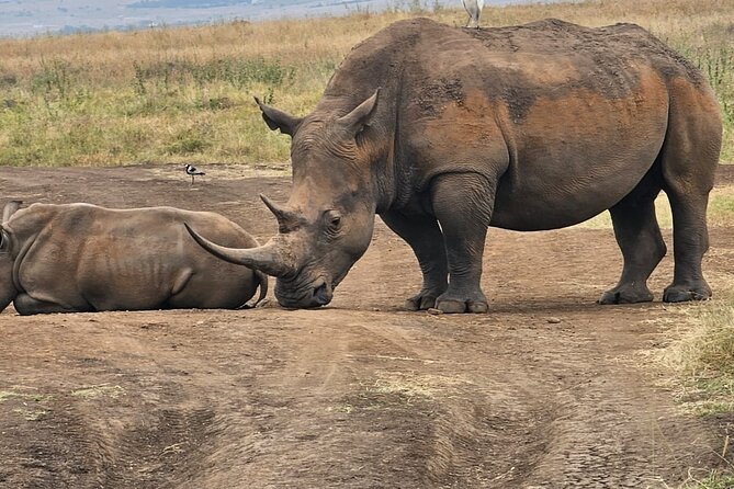 Nairobi National Park Half Day Tour with Landcruiser with Pickup - Pickup and eCitizen tickets: the part that sets the tone