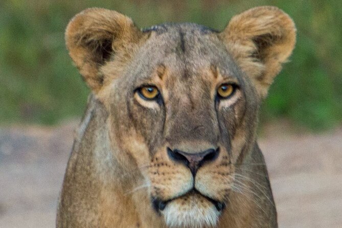 Nairobi National Park Half Day Tour with Landcruiser with Pickup - Your guide is the difference between a drive and a safari