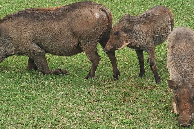 Nairobi National Park Half Day Tour - The Nairobi National Park game drive, and how the Big Five list plays out