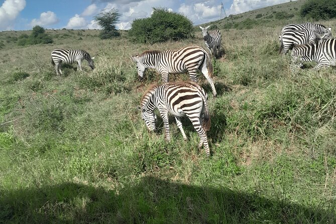 Nairobi National Park Half Day with Pickup - Key things that make this half-day work