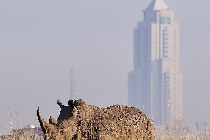 Nairobi National Park Half Day with Pickup - The city-skyline backdrop that turns spotting into memorable photos