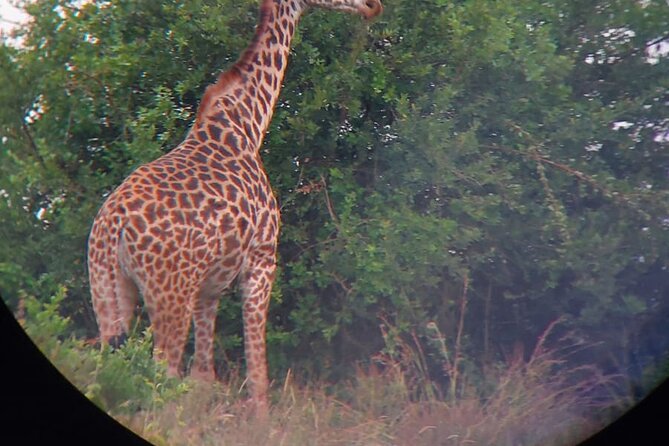 Nairobi National Park Half Day with Pickup - Pickup to Main Gate, how you spend your 5 hours