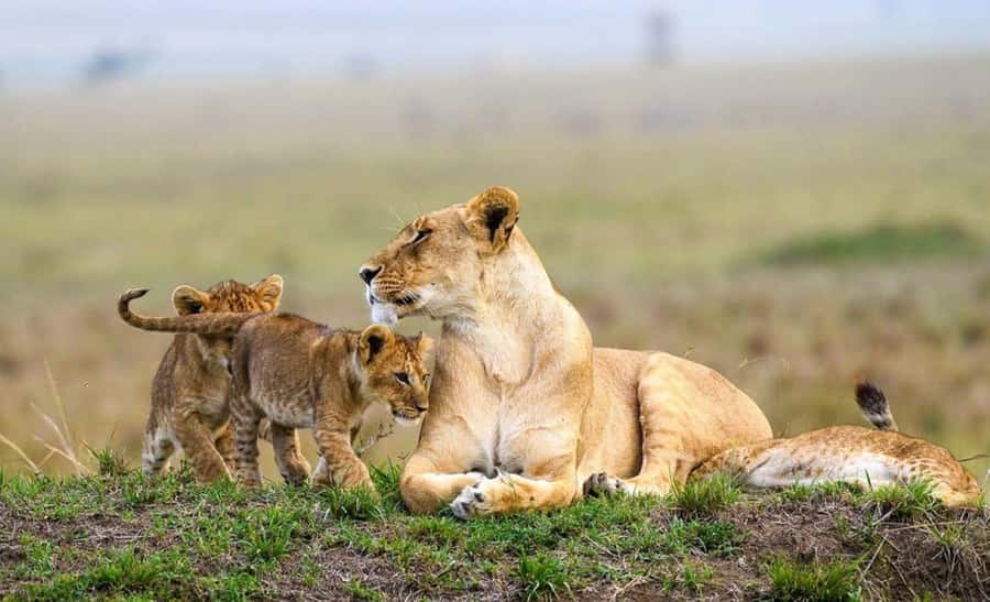Nairobi National Park Morning Game Drive With Free Pickup - Key Highlights You’ll Actually Care About