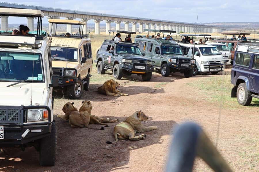 Nairobi National Park Morning Game Drive With Free Pickup - Nairobi National Park Morning Game Drive: Why This Works Better Than a Late Start