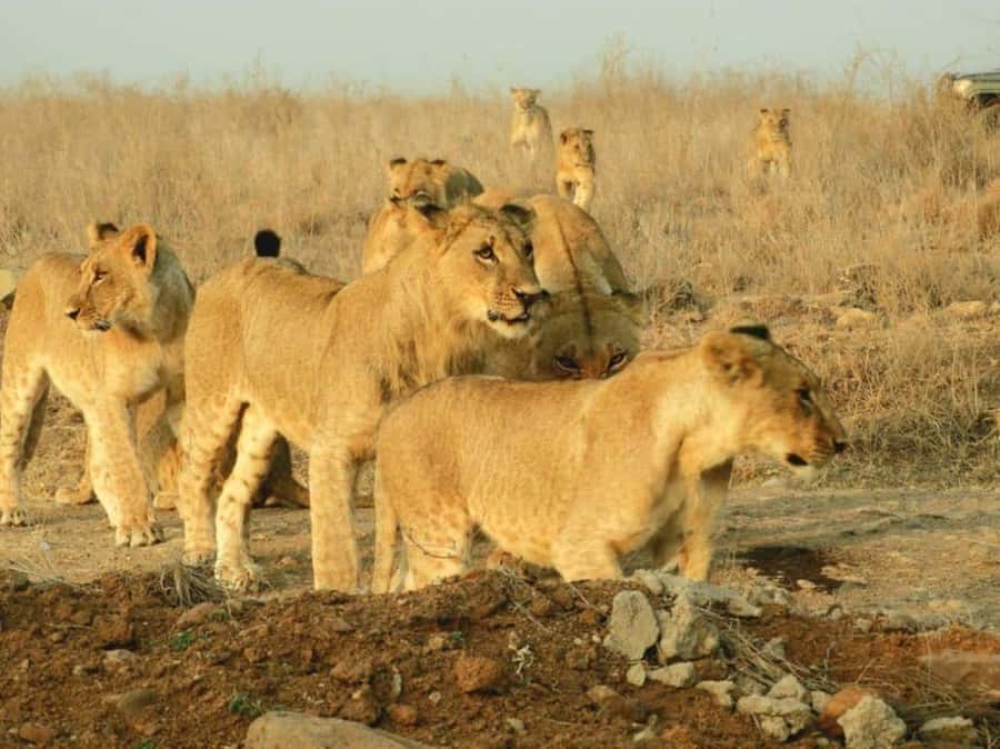 Nairobi National Park Morning Game Drive With Free Pickup - The Big Cats and Big Targets: Lions, Leopards, Rhinos, and Buffalo