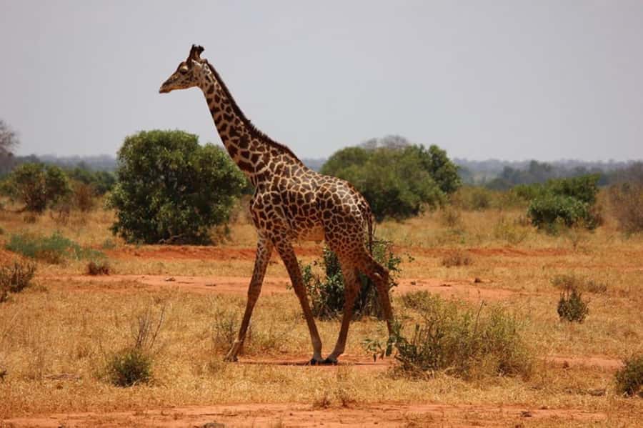 Nairobi National Park Morning Game Drive With Free Pickup - The Guide Factor: How Watson and James Illustrate the Real Difference