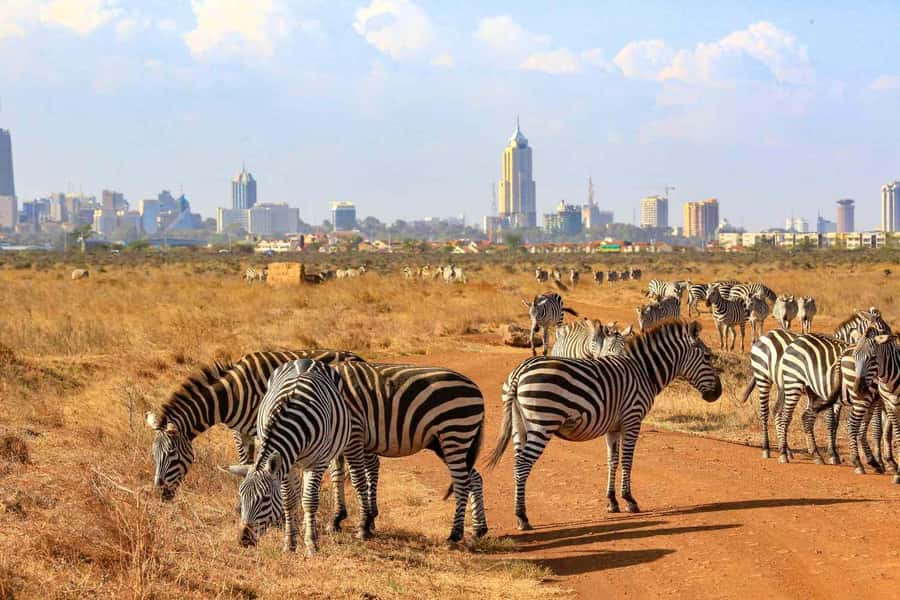 Nairobi National Park Morning Game Drive With Free Pickup - Price and Value: Is $25 for a Nairobi National Park Morning Drive a Fair Deal?