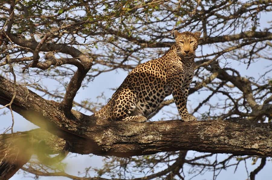 Nairobi National Park Morning Game Drive With Free Pickup - Pickup, Open-Roof Van, and What to Pack for a 4-Hour Safari