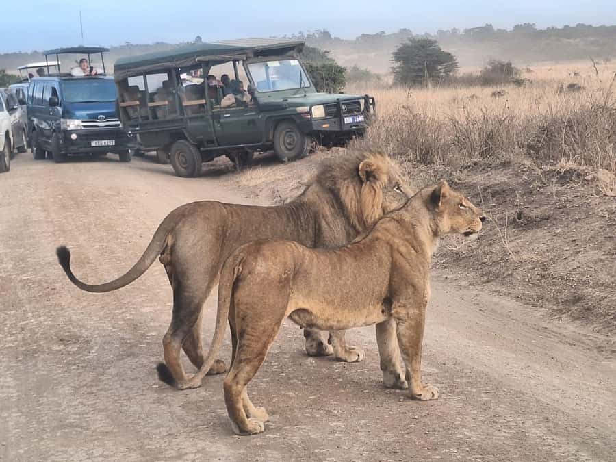 Nairobi National Park Morning Or Evening Game Drive Tour - Key highlights to know before you go