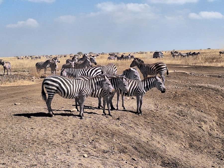 Nairobi National Park Morning Or Evening Game Drive Tour - Nairobi’s wild neighbor: what makes this safari feel different