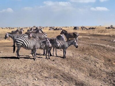 Nairobi National Park Morning Or Evening Game Drive Tour
