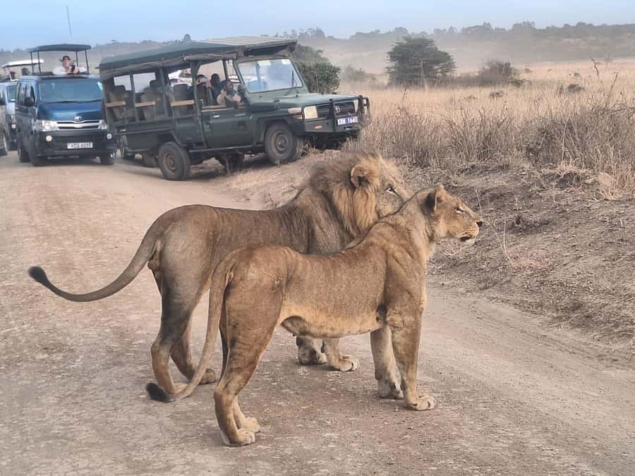 Nairobi National Park Morning Or Evening Game Drive Tour - Wildlife you can realistically look for in Nairobi National Park