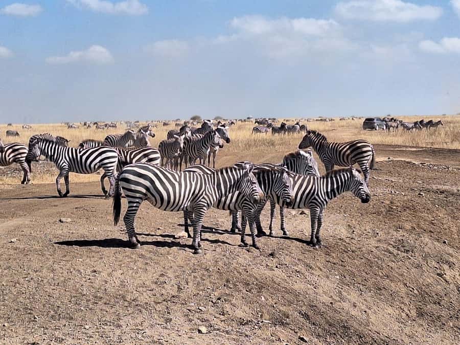 Nairobi National Park Morning Or Evening Game Drive Tour - Logistics that can make or break the day