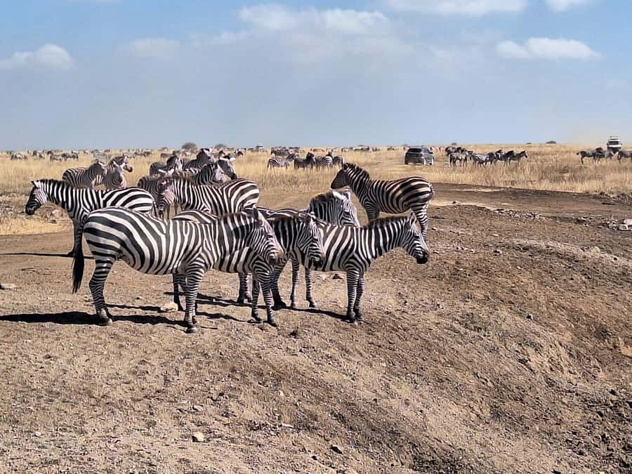 Nairobi National Park Morning Or Evening Game Drive Tour - The 5-hour morning or evening drive, and how to plan your time