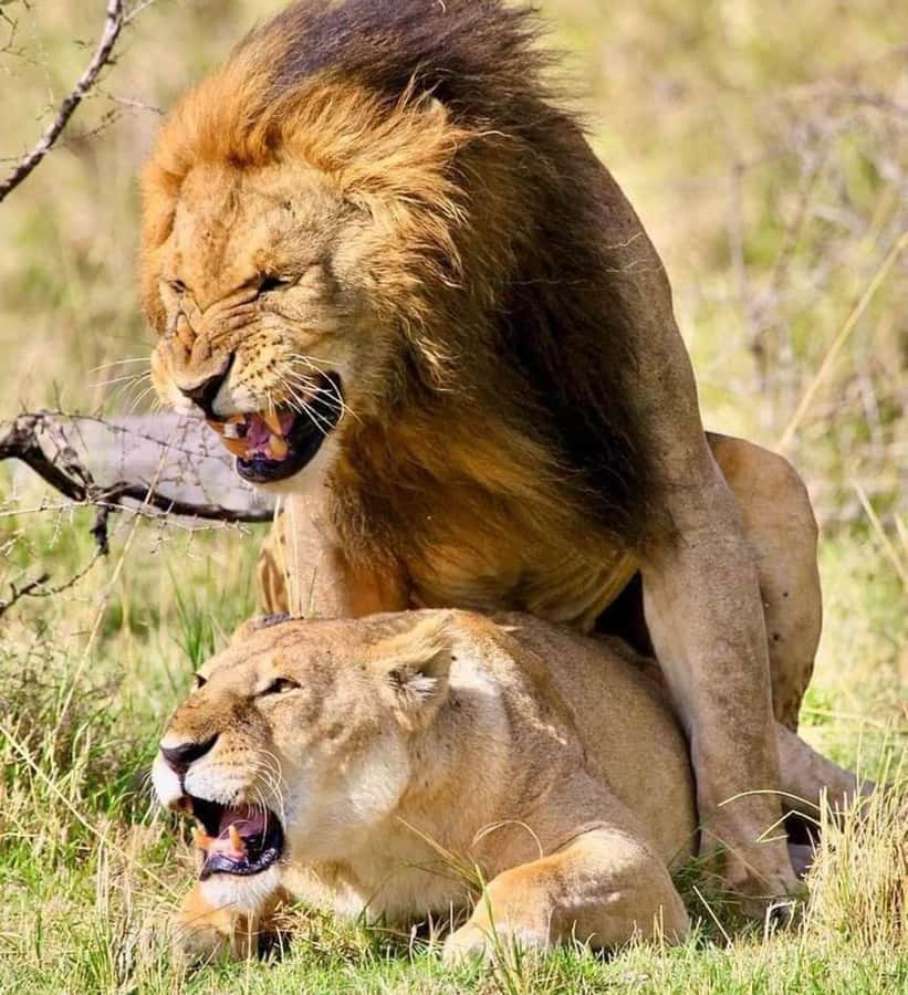 Nairobi: National Park & Optional Elephants & Giraffe Center - Key things I’d circle on your map
