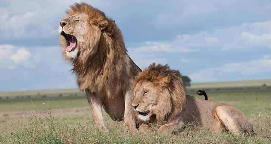 Nairobi: National Park & Optional Elephants & Giraffe Center - A 5:30 am start to see Nairobi wildlife on their schedule