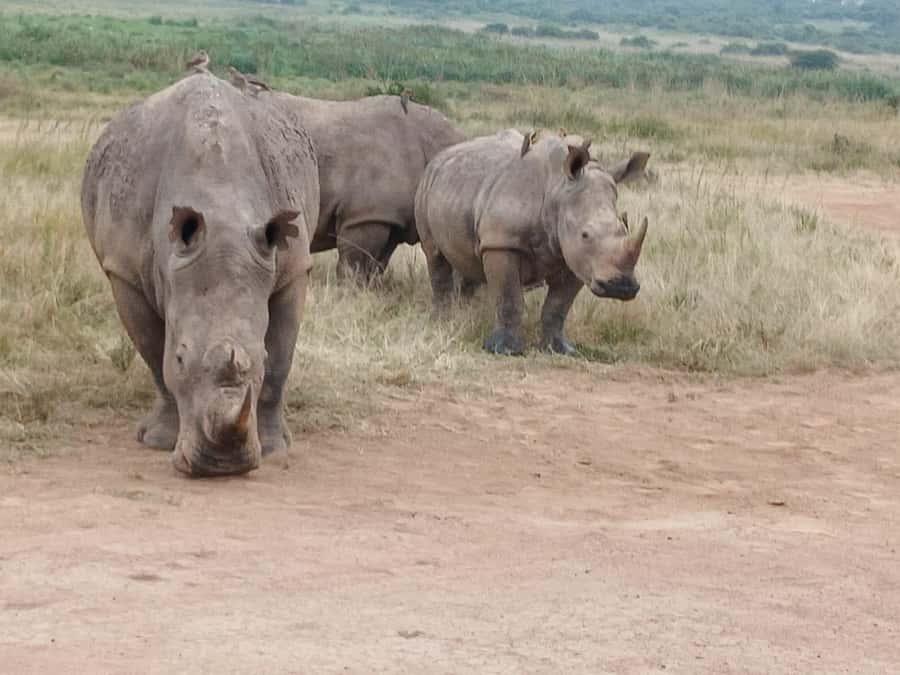 Nairobi: National Park & Optional Elephants & Giraffe Center - Giraffe Centre hand-feeding, and how to enjoy it when it’s busy