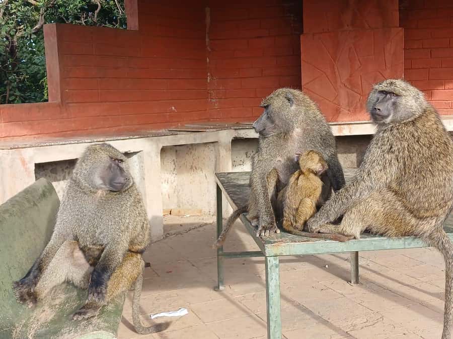 Nairobi: National Park & Optional Elephants & Giraffe Center - Price and park fees: what you really pay in Nairobi
