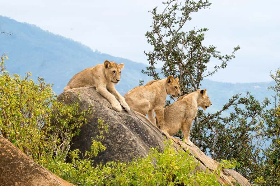 Nairobi: National Park & Optional Elephants & Giraffe Center - How the day feels: timing, lunch stops, and comfort