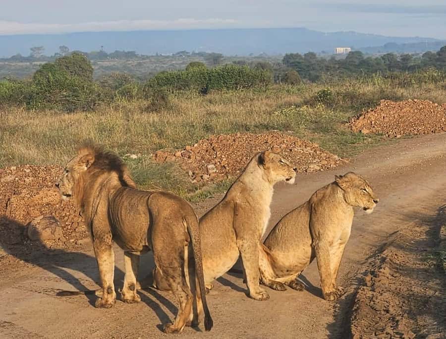 Nairobi: National Park & Optional Elephants & Giraffe Center - Should you book this Nairobi National Park, Elephant Orphanage, and Giraffe Centre tour?
