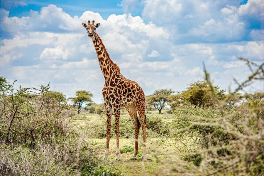 Nairobi: National Park & Optional Elephants & Giraffe Center - Nairobi National Park safari in an open-roof 4x4 van