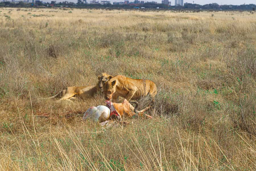 Nairobi National Park, Orphanage, Giraffe & Beads Tour - Nairobi National Park Game Drive With City Skyline Views