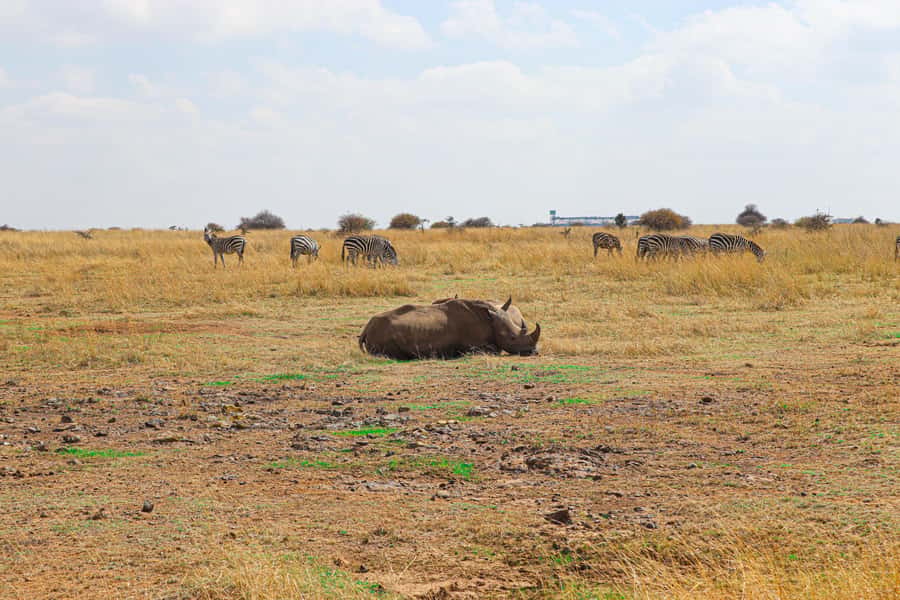 Nairobi National Park, Orphanage, Giraffe & Beads Tour - How the 4x4 Open-Roofed Jeep Shapes Your Day