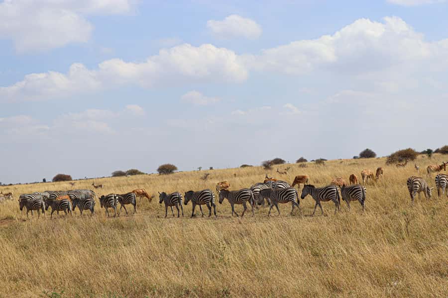Nairobi National Park, Orphanage, Giraffe & Beads Tour - Timing, Lunch Break, and What You Should Expect at Each Stop
