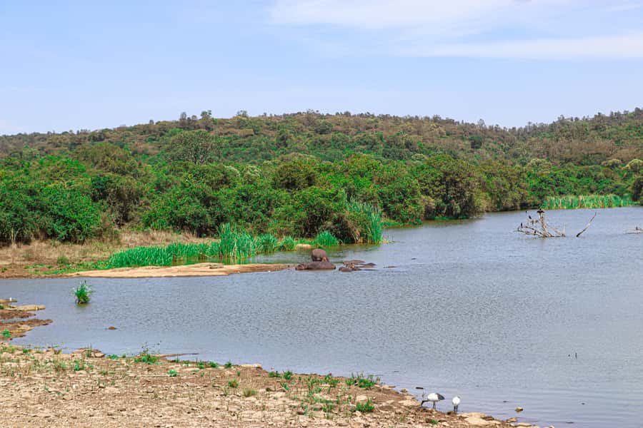 Nairobi National Park, Orphanage, Giraffe & Beads Tour - Price and Value: When $140 Becomes a Full Safari Day