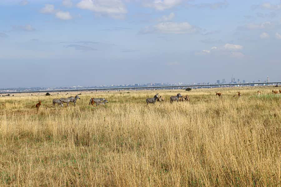 Nairobi National Park, Orphanage, Giraffe & Beads Tour - Should You Book This Nairobi National Park, Orphanage, Giraffe, and Beads Tour?