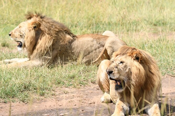 Nairobi National park private day tour - Why Nairobi National Park feels different from a classic safari