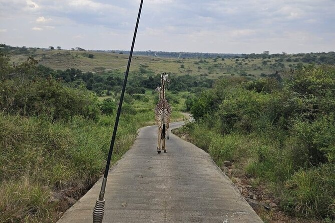 Nairobi National Park Private Half Day Tour with Pick up - Key highlights to know before you go