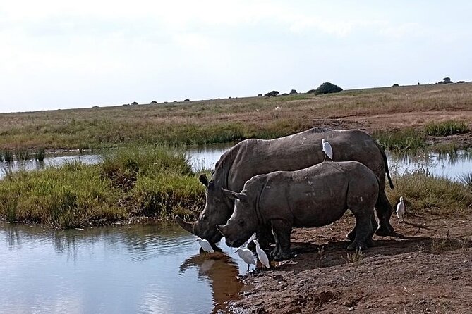 Nairobi National Park Private Half Day Tour with Pick up - Why Nairobi National Park feels different from other safaris