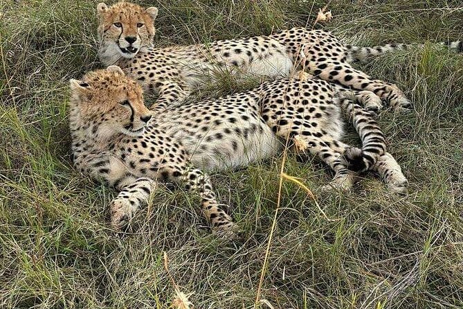 Nairobi National Park Private Half Day Tour with Pick up - Pickup at Best Western Plus Meridian Hotel, and how the day moves