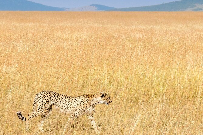 Nairobi National Park Private Half Day Tour with Pick up - Entering the park: your first game drive moments