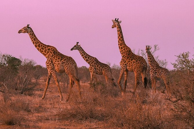 Nairobi National Park Private Half Day Tour with Pick up - Photos and pacing: getting the shot without losing the day