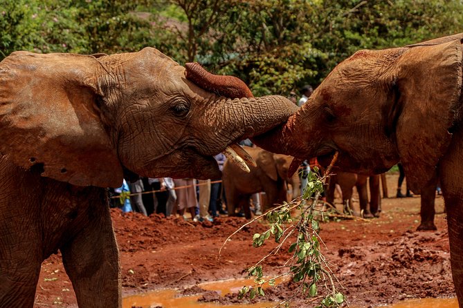 Nairobi National Park Private Safari - Nairobi National Park is a smart half-day safari plan