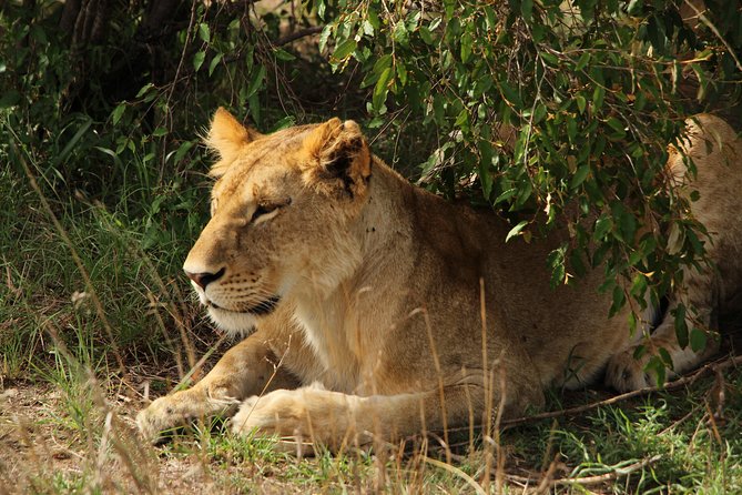 Nairobi National Park Private Safari - Stop 3: Giraffe Centre for Rothschild giraffe conservation