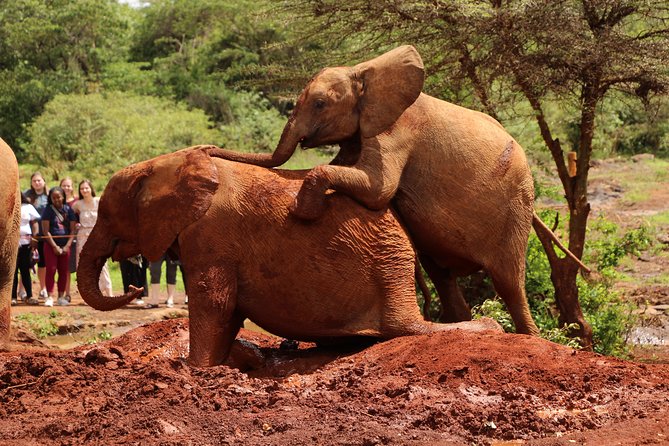 Nairobi National Park Private Safari - When you should book this safari, and who it fits best