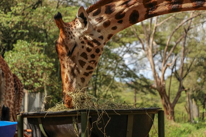 Nairobi National Park Private Safari - Private safari value: what your money is actually doing for you