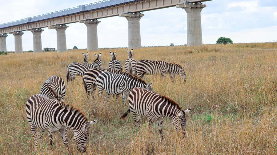 Nairobi: National Park Private Tour in 4X4 Jeep - Key things to know before you go