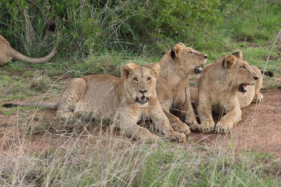 Nairobi: National Park Private Tour in 4X4 Jeep - Nairobi National Park from your hotel, not a bus stop