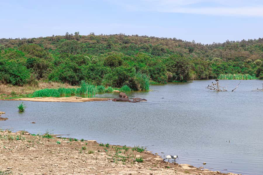 Nairobi: National Park Private Tour in 4X4 Jeep - City-view lunch break: why the pause is built in