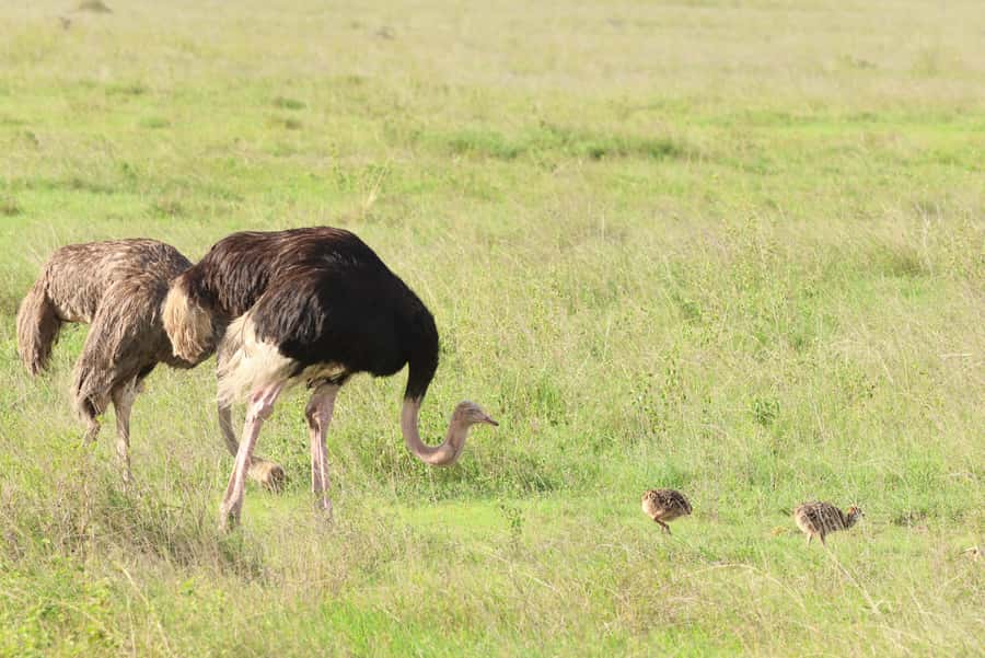 Nairobi: National Park Private Tour in 4X4 Jeep - Giraffe Centre guide stop: included time, separate entry fee