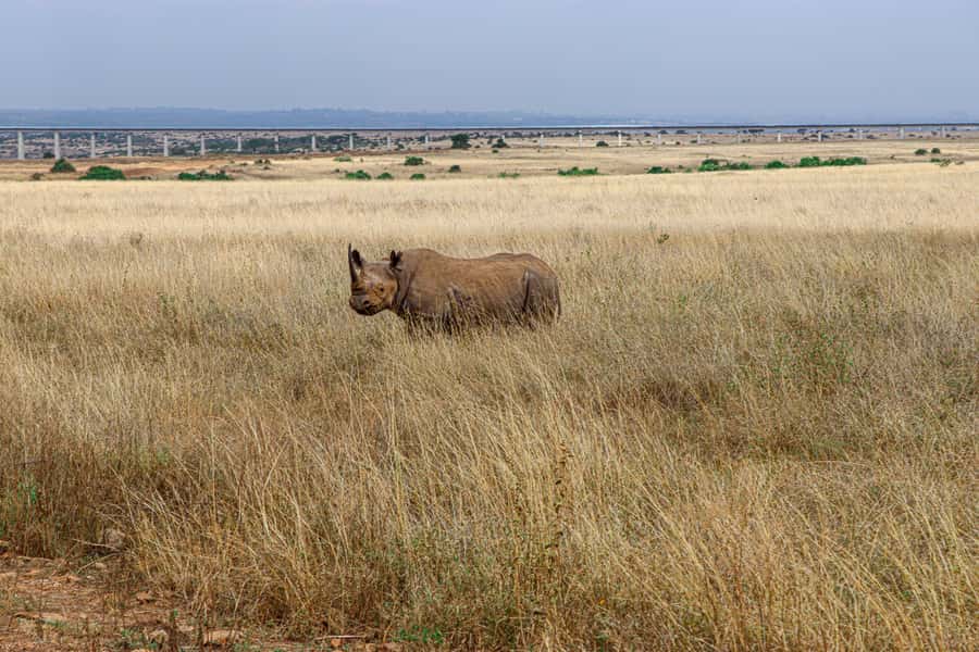 Nairobi: National Park Private Tour in 4X4 Jeep - Rain or shine: what to pack so the day stays fun